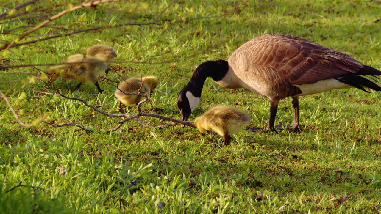 A tender slow-motion video of newborn geese discovering movement and water.