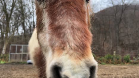 beautiful brown pony walking toward camera