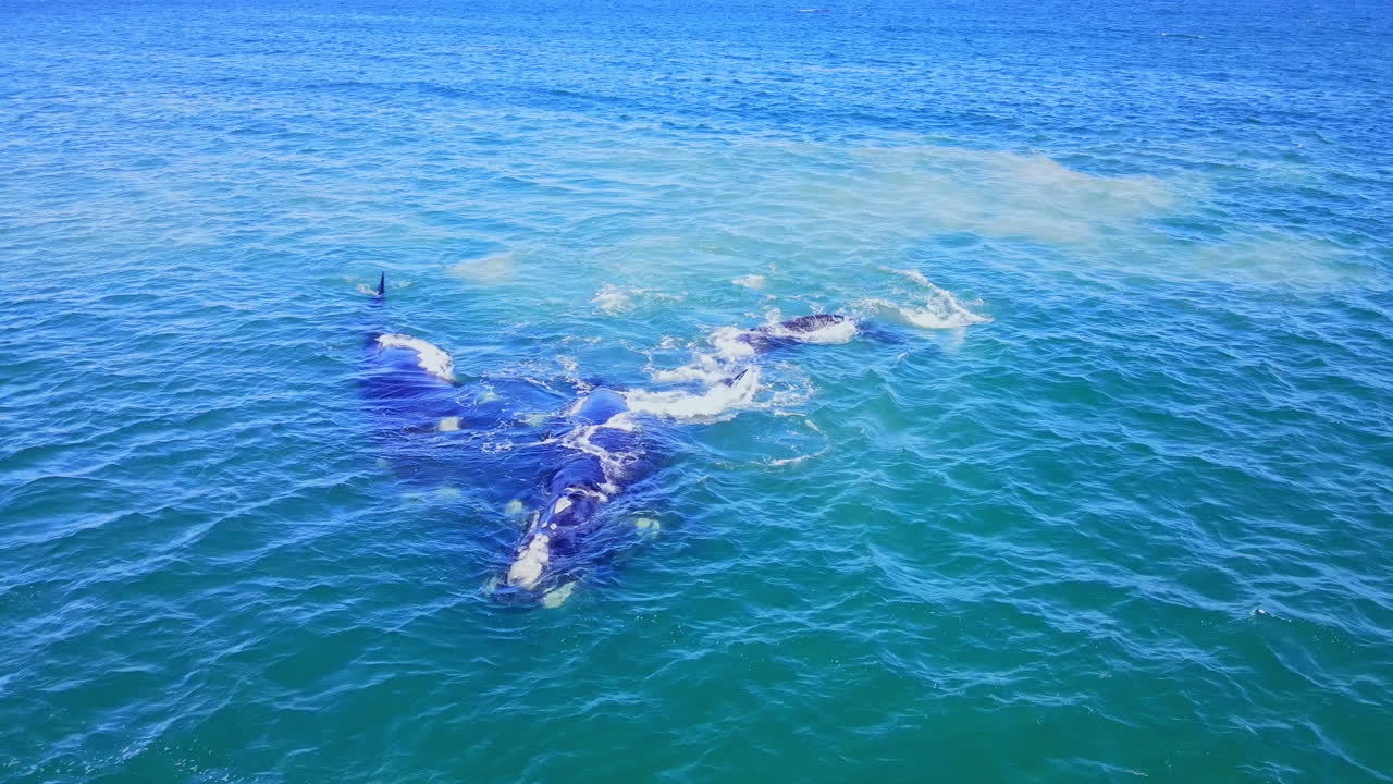 헤르마누스의 대서양 해역에서 남부 오른쪽 고래의  ⁇ 짓기 그룹
