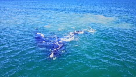 Mating-group-of-Southern-Right-whales-in-Atlantic-waters-of-Hermanus