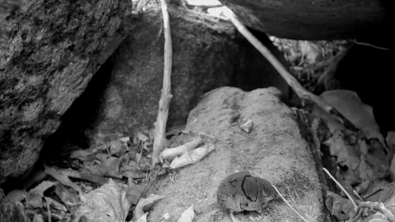 la musaraña común (sorex araneus), también conocida como musaraña eurasiática, salta sobre una piedra y luego se mueve. saaremaa, estonia.