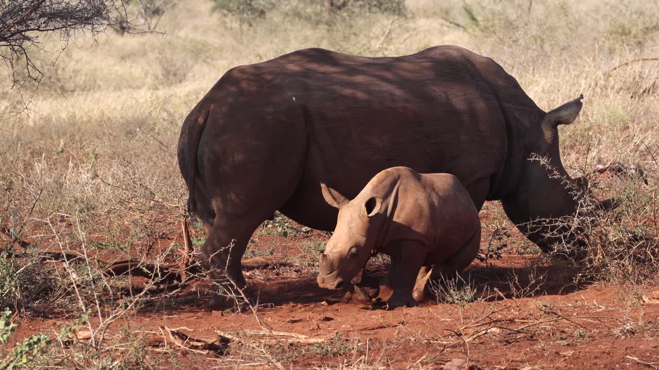 엄마가 그늘에 서 있는 동안 아기 송아지 흰 코뿔소는 엄마 옆에 누워 있습니다.