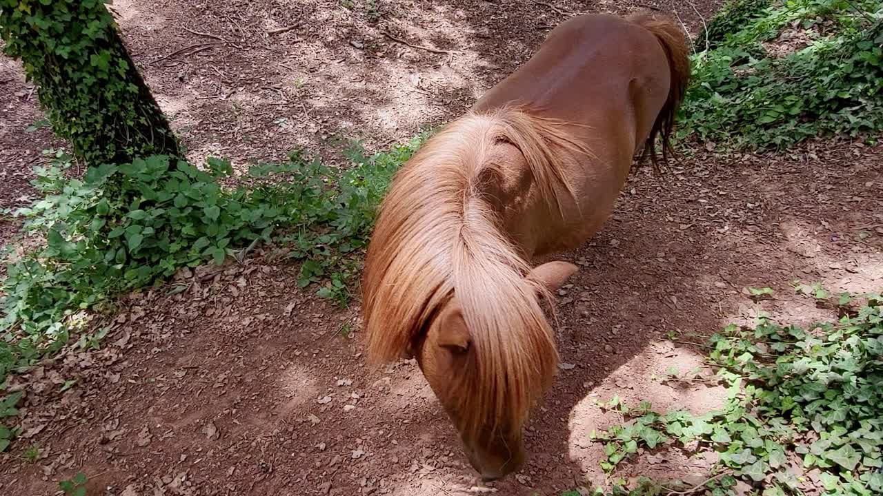 Nice chestnut pony in the forest. Pony grazing in the forest.. Pony between forest trees. Aerial view