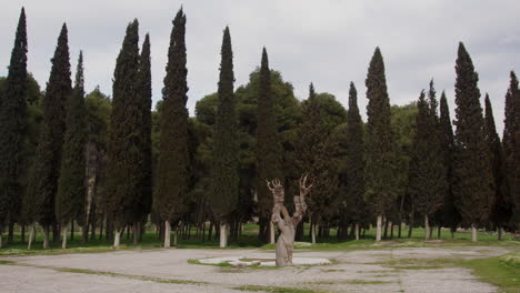 a row of trees in hierapolis