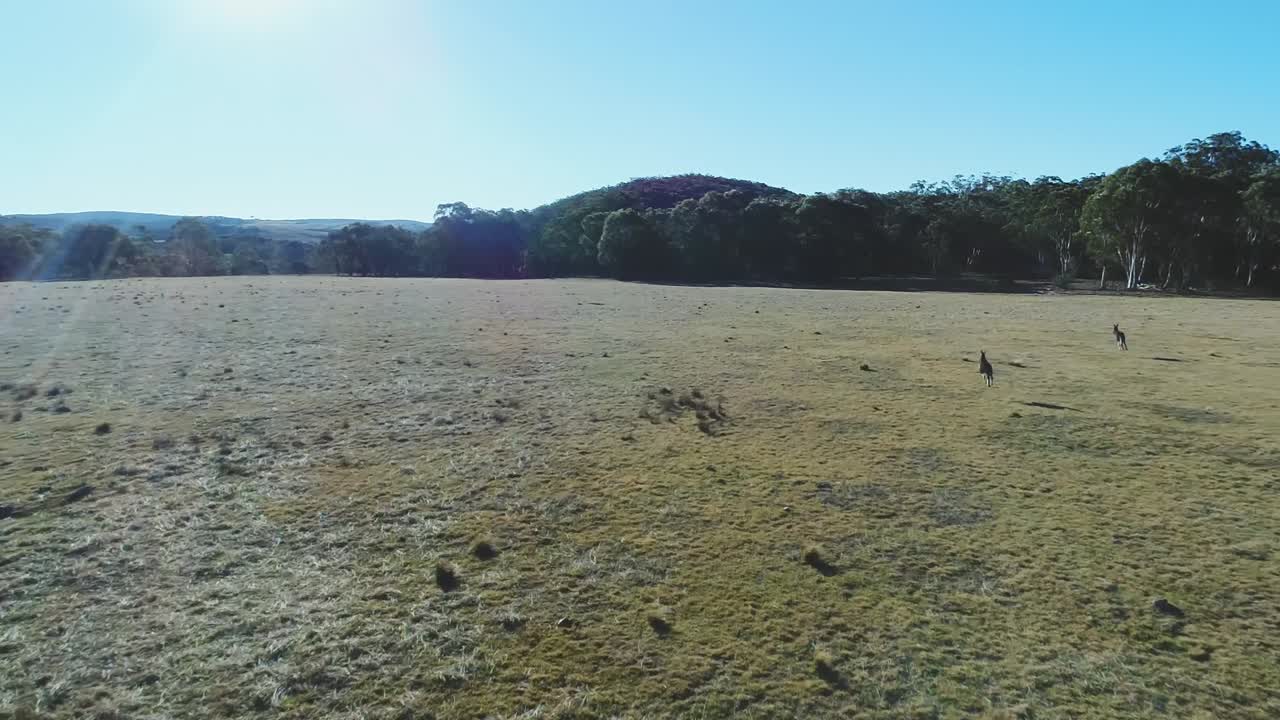 Two kangaroos in Western Australia hopping toward the forest in slow motion glaring sunlight