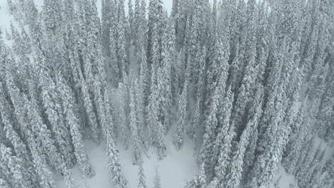 cinematográfico aéreo colorado invierno primavera polvo profunda nieve nevando árboles cubiertos loveland estación de esquí túnel eisenhower coon hill backcountry i70 pesada división continental montañas rocosas lentamente hacia abajo