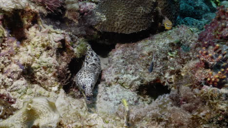 beautiful dragon moray eel coming out of the reef to show its teeth and impose its presence