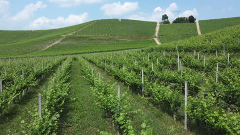 Vineyards agriculture cultivation in countryside aerial view