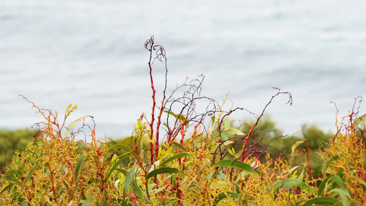 바다의 배경에 부드럽게 흔들리는 해안 식물의 조용한 풍경, 자연의 낮빛에 포착