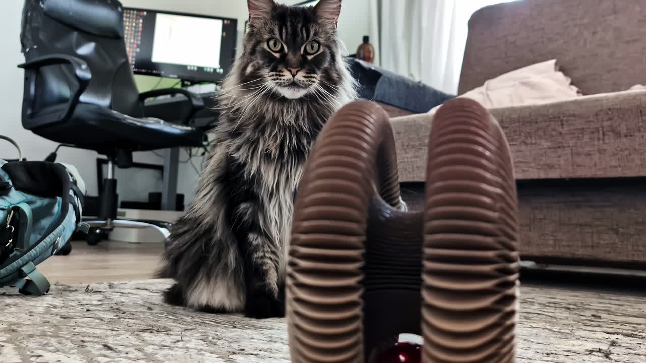 Cat toy Maine Coon feline pet indoor home playful breed long fur low level video