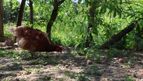 Muchas-Gallinas-Rojas-En-Un-Día-De-Verano-En-El-Pueblo.