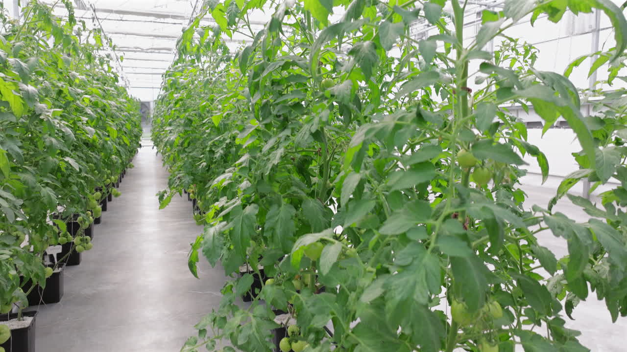 Rows of tomatoes growing in a greenhouse