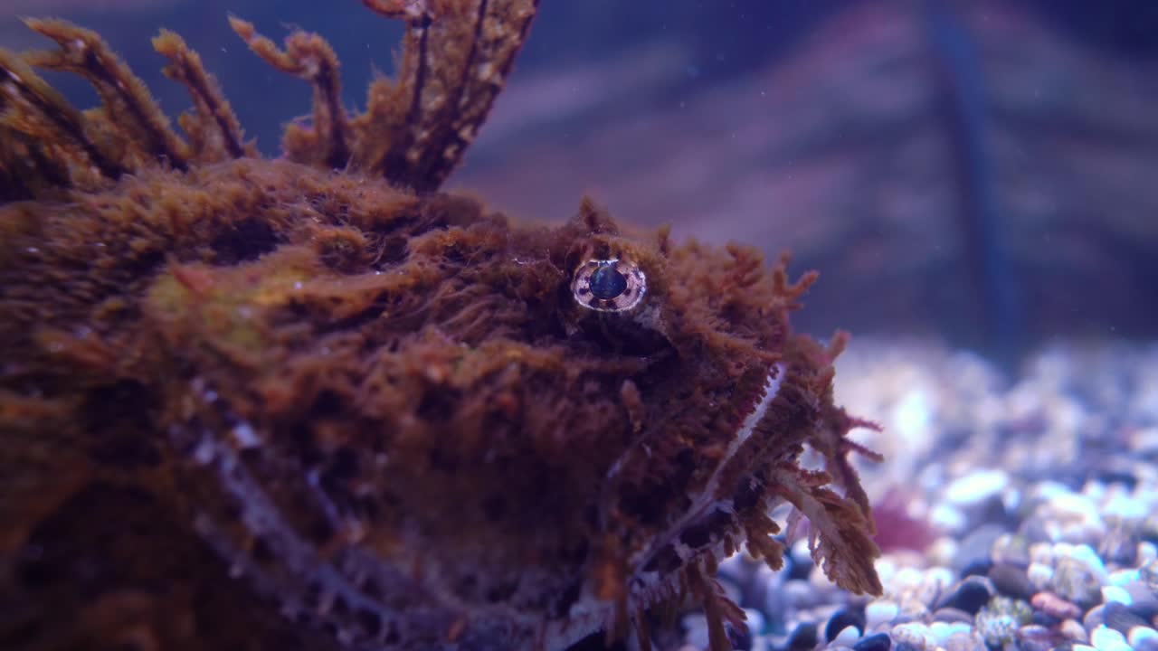 바다 까마귀 (hemitripterus villosus) 는 바다 까마귀 (hemitripteridae) 족에 속하는 물고기 종이다.