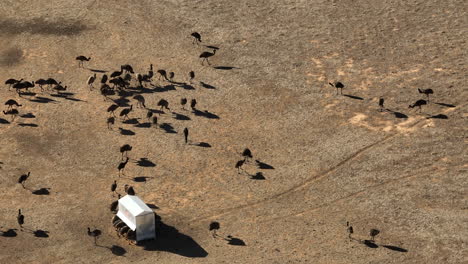 aerial: drone shot of an emu farm near wagga wagga, nsw australia