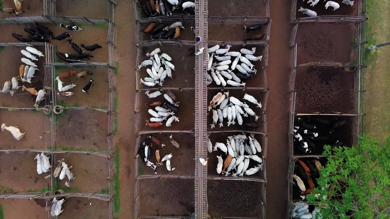 야외 목장의 공중 평면도, 소는 펜으로 분리됩니다.