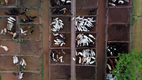 Aerial-top-view-of-a-corral-outdoors,-cattle-are-separated-in-pens