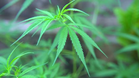 intoxicants are made from the leaves of the cannabis plant