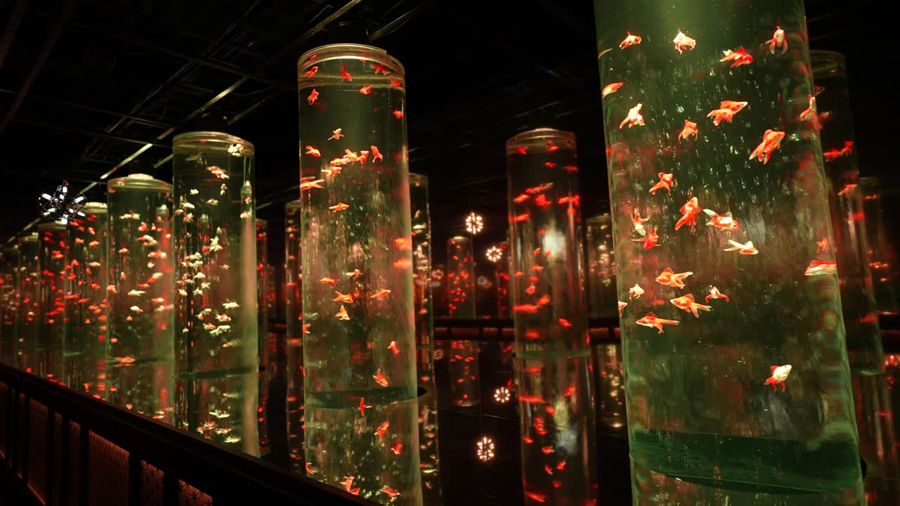 Modern Illuminated Circular Aquariums With Goldfish in Dark Room Ambience