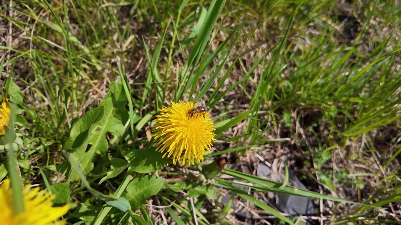 Piccola ape mellifera che impollina un fiore di tarassaco giallo in un prato verde durante una soleggiata giornata primaverile