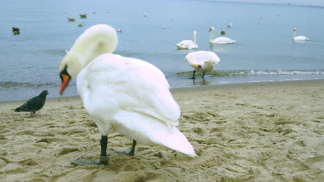 The-swan-is-washed-while-standing-on-the-beach-near-the-sea-shore