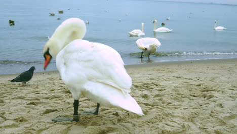 the swan is washed while standing on the beach near the sea shore