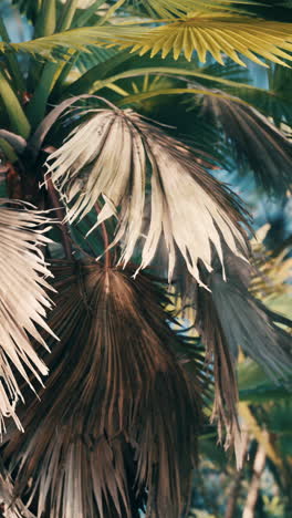 close up of tropical palm tree leaves