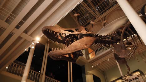 t-rex skeleton displayed in museum setting