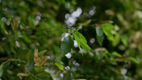 Nahaufnahme-Der-Blätter,-Die-Im-Sommer-Im-Grünen-Baum-Im-Wind-Wehen