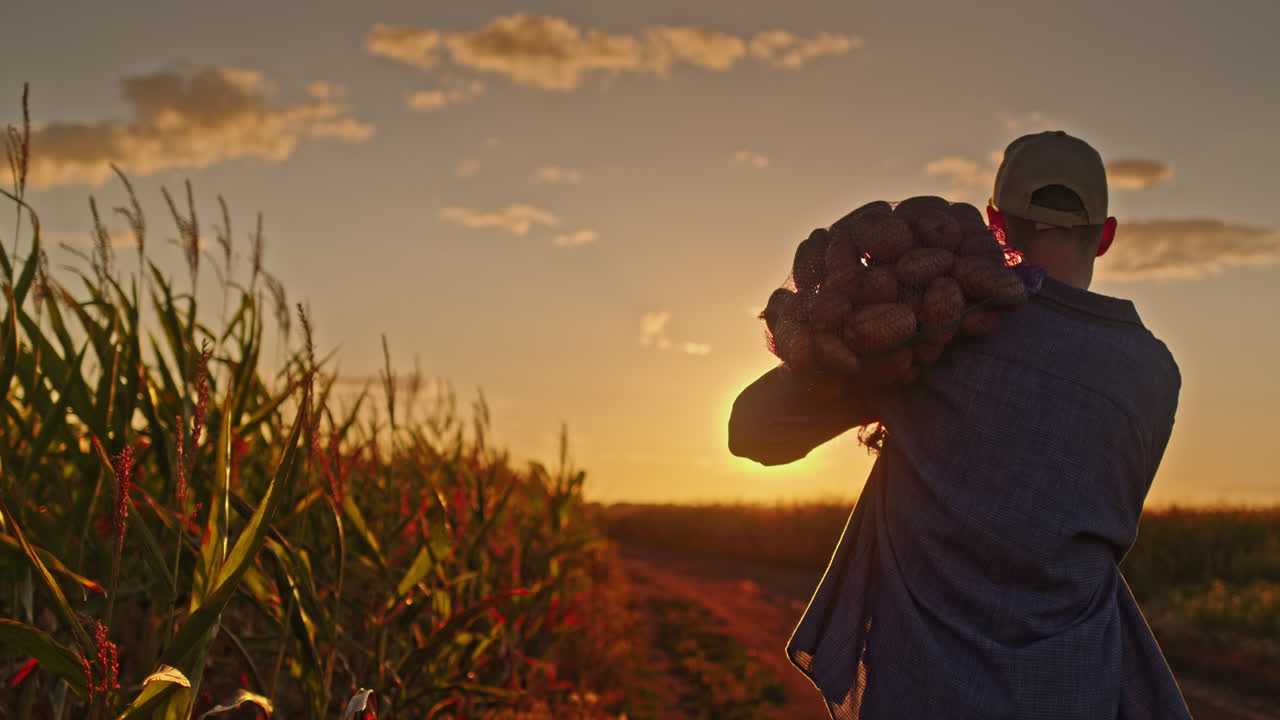 agricultor cosechando patatas al atardecer en un campo de maíz