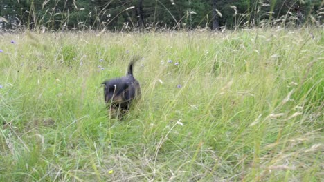 Black-puppy-dog-running-through-tall-green-grass-in-slow-motion