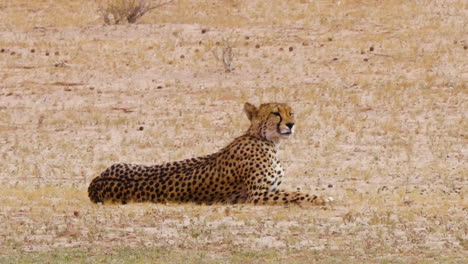 guepardo africano tirado en el suelo girando la cabeza mirando algo - plano medio