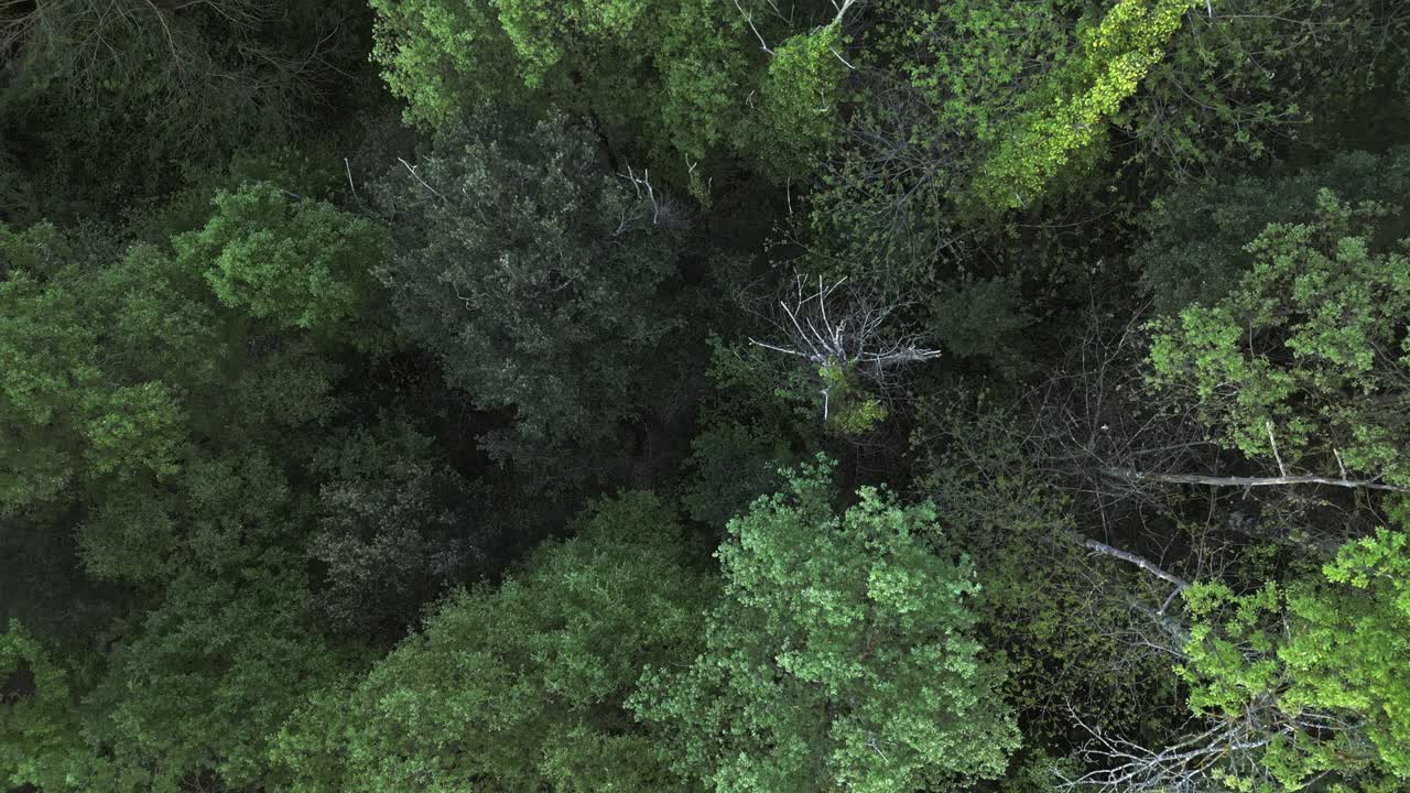 Green forest canopy revealing vibrant yellow flowers from aerial perspective. Creating mesmerizing natural geometric pattern with lush woodland texture and verdant foliage spreading across landscape