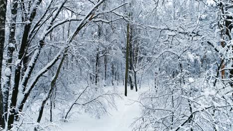 Snowy-branches-in-forest.-Winter-fairy-background