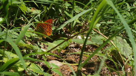 Close-Up-Of-Argynnis-Paphia-Butterflies-Seen-Through-Grass-Blade-Vegetation-On-The-Ground