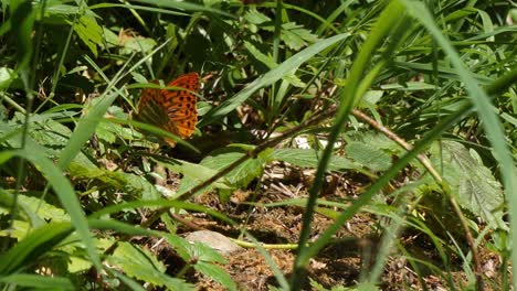 close up de borboletas argynnis paphia vistas através da vegetação de folhas de grama no chão