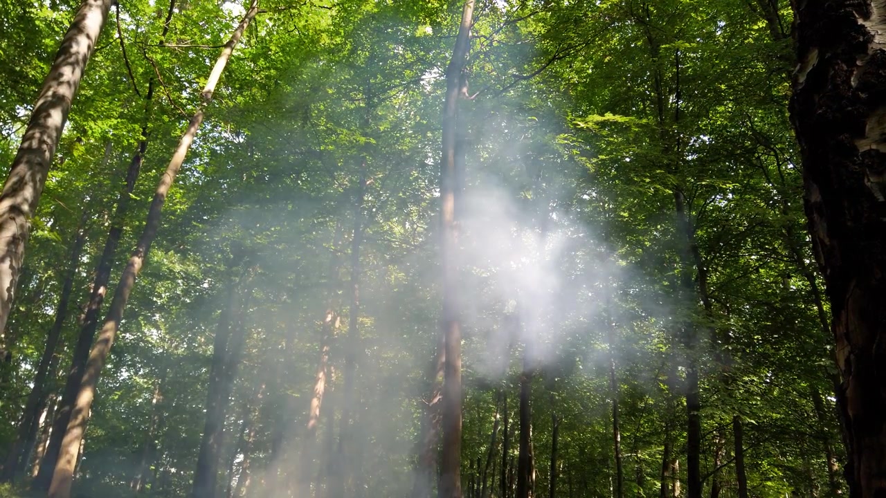 Fumaça de um incêndio na floresta