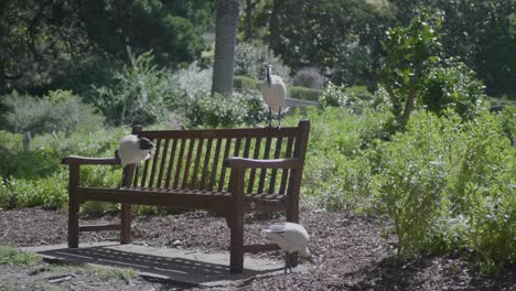 three birds on a bench in a park