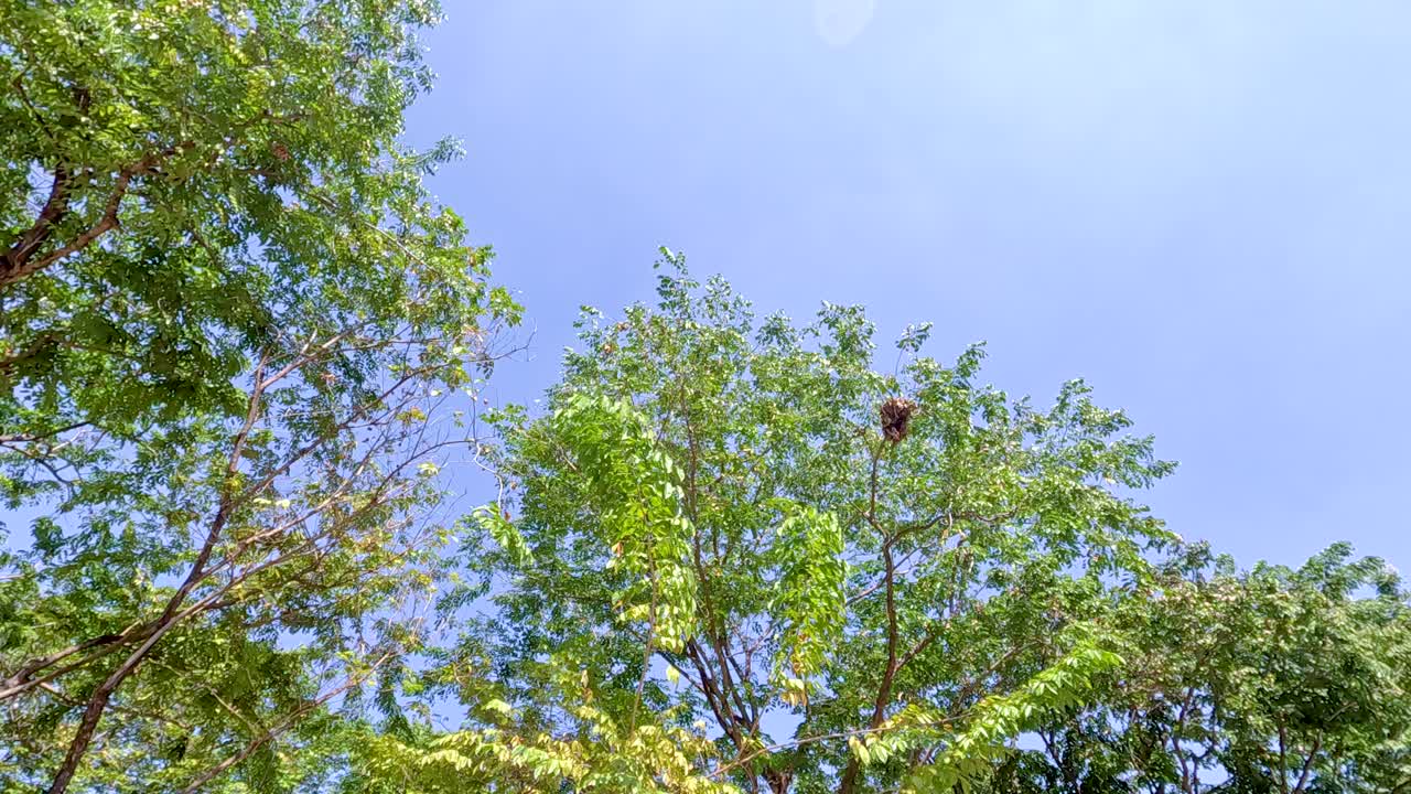 Trees sway gently under a clear blue sky, capturing the serene atmosphere of a sunny day in Rama 9 Park, Thailand