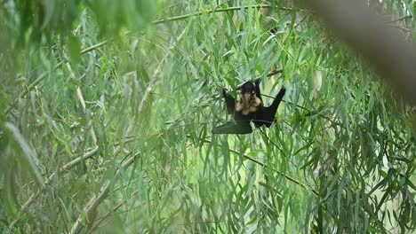 megachiroptera the fruit bat going to fly from tree