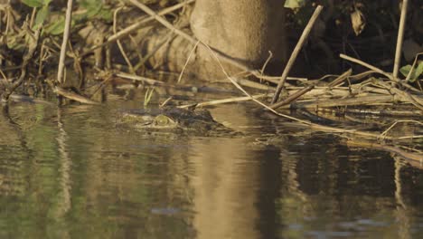 Krokodil-Schwebt-Auf-Der-Wasseroberfläche-Im-Afrikanischen-Sambesi-Fluss