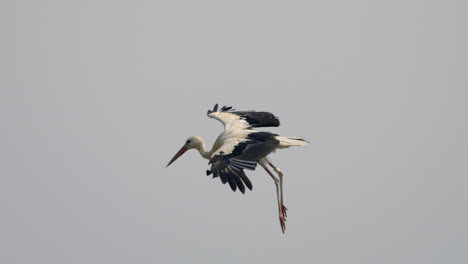 wild white stork soaring in the air against grey clouds with wide wings and hanging legs - majestic close up tracking shot of flying stork