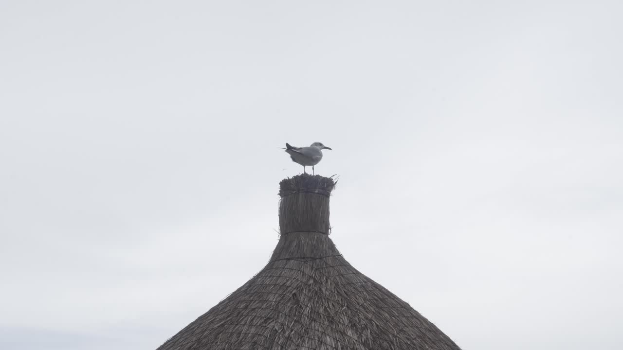 Seagull perched on a thatched roof