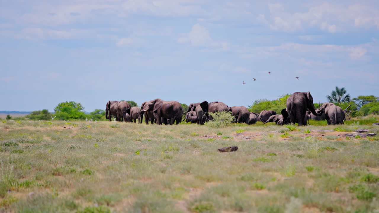 African Elephant Herd in a Savanna Landscape