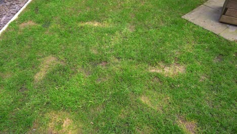 Patchy-yard-lawn-green-ruined-by-dog-urine