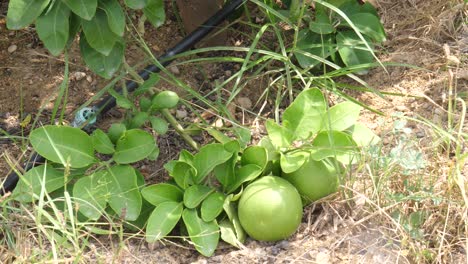 Lime-tree-with-fruits-closeup