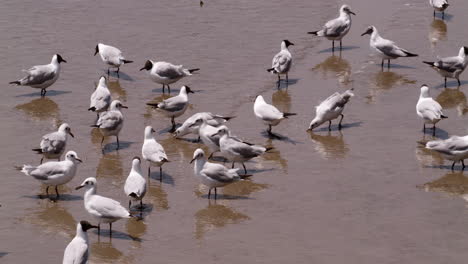 walking and wading in the murky waters of bangphu, a flock of migratory seagulls are foraging for food as they prepare to go back up north where they are from