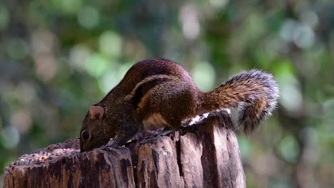 印度支那地松鼠 (indochinese ground squirrel) 是泰國最常見的地松鼠