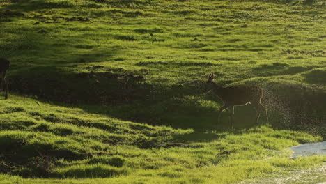 red deer in backlight walking over stream