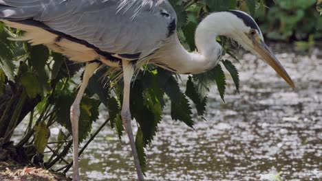 Eine-Nahaufnahme-Eines-Großen-Blauen-Reihers,-Der-Einen-Fischteich-Jagt