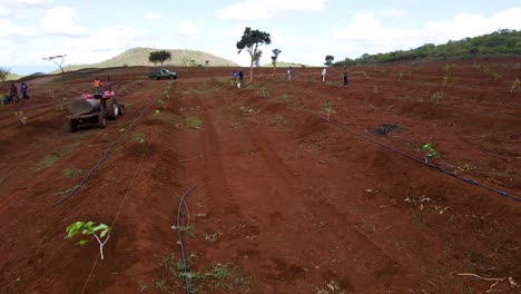 Masai-Man-planting-avocado-,-shovels--Africa-Smart-agriculture-technology--Aerial-drone-view-of-avocado-farm-in-Kenya